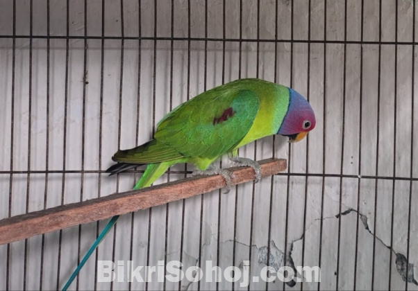 Indian ringneck tiya male